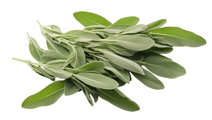 Fresh sage leaves bunch culinary herb salvia officinalis aromatic plant cooking ingredient close up shot   on transparent background png