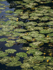 water lilies in the pond