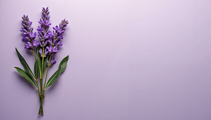 Obraz premium Lavender flowers arranged on soft purple background with greenery 