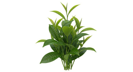 Isolated Tea Leaves
