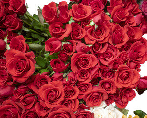 Fototapeta premium 赤い薔薇