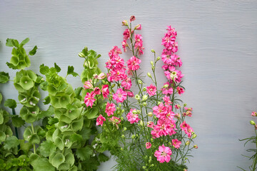 Pink Larkspur and Bells of Ireland Against Gray Wall
