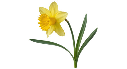 Isolated Daffodil