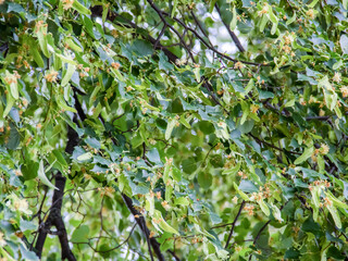 In summer, a lime tree blooms on a tree with green leaves.