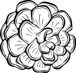 Pine cone in front view. Forest or seasonal themes. Natural forest element. Vector illustration in hand drawn doodle sketch style. Line art isolated on white for coloring book, print