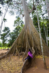 
This giant tree is 300 years old and is located in Ban Sanam, Ban Rai, Utah Thani District. It is a large tree that stands out with its large buttresses and is home to many bees.