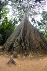 
This giant tree is 300 years old and is located in Ban Sanam, Ban Rai, Utah Thani District. It is a large tree that stands out with its large buttresses and is home to many bees.