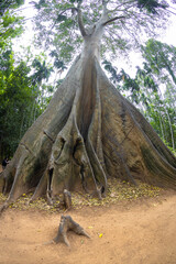 
This giant tree is 300 years old and is located in Ban Sanam, Ban Rai, Utah Thani District. It is a large tree that stands out with its large buttresses and is home to many bees.
