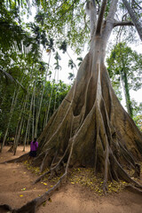 
This giant tree is 300 years old and is located in Ban Sanam, Ban Rai, Utah Thani District. It is a large tree that stands out with its large buttresses and is home to many bees.