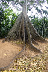 
This giant tree is 300 years old and is located in Ban Sanam, Ban Rai, Utah Thani District. It is a large tree that stands out with its large buttresses and is home to many bees.