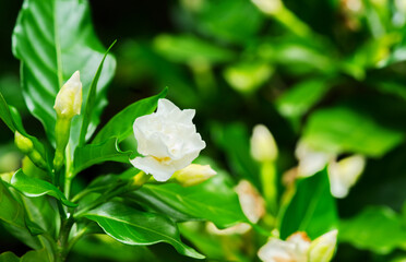 Close-up beautiful Jasmine flower on its tree, depth of field, natural warm sunlight with space.