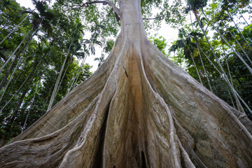
This giant tree is 300 years old and is located in Ban Sanam, Ban Rai, Utah Thani District. It is a large tree that stands out with its large buttresses and is home to many bees.