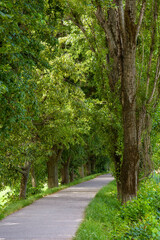 tunnel path among lime trees in summer. longest linden alley in europe. green urban environment