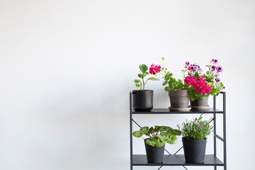 houseplants on black shelf on background white wall