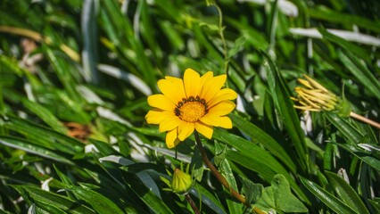Vibrant yellow daisy in a sunny garden.