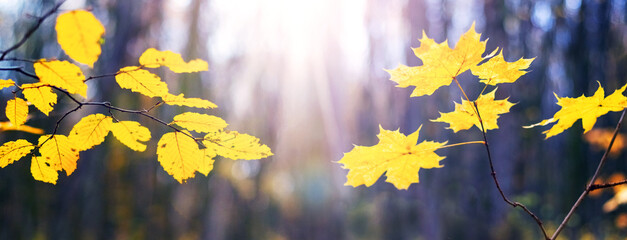 Sunlit autumn leaves tree branches creating glow warm atmosphere soft blurred forest landscape...