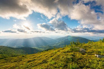 carpathian mountain landscape in evening light. panoramic view of ukraine highlands in summer....