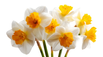 White and Yellow Daffodils Spring Flowers Bouquet