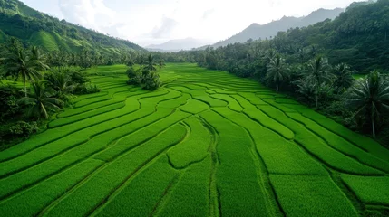 Photo sur Plexiglas Vast green rice terraces stretch across the landscape under a bright blue sky, illustrating the harmony between nature and agriculture in a breathtaking, vibrant setting.
