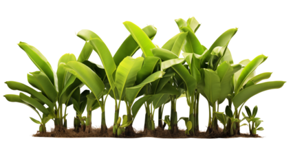 Lush Banana Plantation: Vibrant Tropical Foliage transparent background png