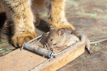 Caught mouse in trap foreground blurred cat paws observing background illustrating natural food...