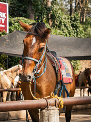 フィリピンのバギオにいる馬