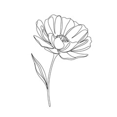 Obraz premium Single Line Drawing of a Blooming Flower on White Background