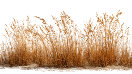 Golden tall grasses in winter landscape