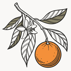 Orange fruit branch with flower and leaves vector illustration design element