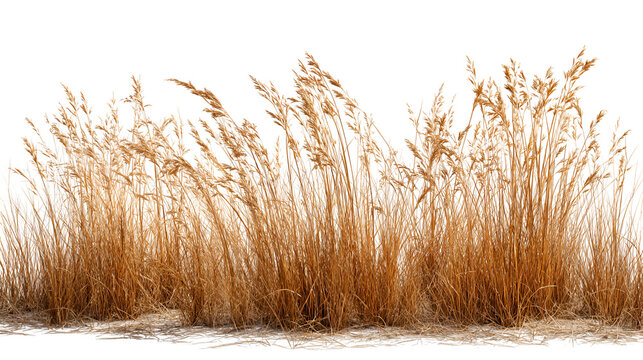 Golden tall grasses in winter landscape