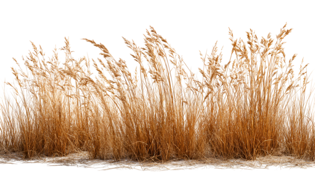 Golden tall grasses in winter landscape