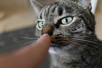 boop the nose of a cat - cat squints at the finger