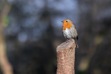 Robin portrait - bird sitting on a tree trunk