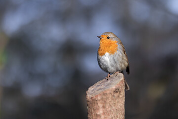 Robin portrait - bird sitting on a tree trunk