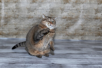 Cat playing with a spaghetti noodle in the studio