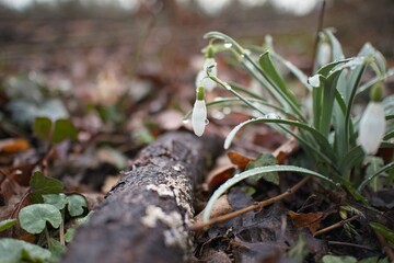 Snowdrops with raindrops in the forest