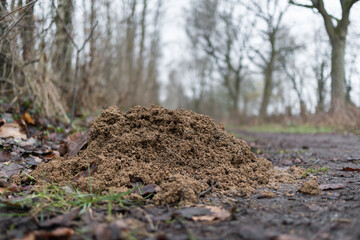 A molehill on a forest path