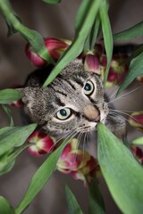 Cat looks up through flowers