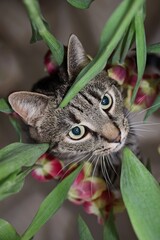 Cat looks up through flowers