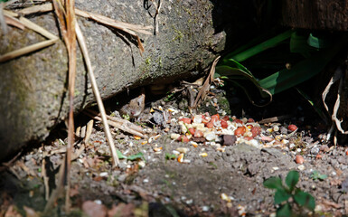 Bank voles beneath the bird feeders