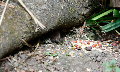Bank voles beneath the bird feeders
