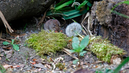 Bank voles beneath the bird feeders