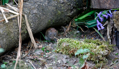 Obraz premium Bank voles beneath the bird feeders