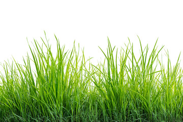 Lush green grass isolated on black background