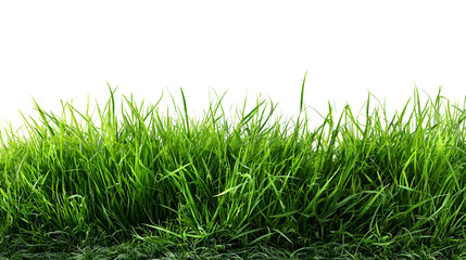 Fototapeta premium Lush Green Grass Blades Isolated on Black Background