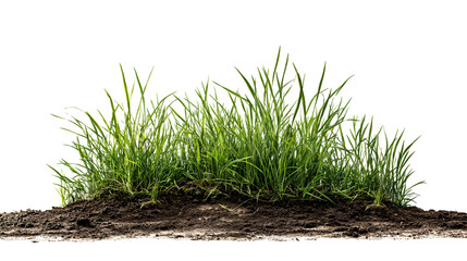 Lush green grass on dark soil isolated