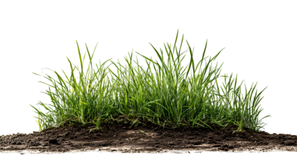 Lush green grass on dark soil isolated