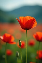 A lone red poppy in full bloom, against blurred background, summer bloom, macro