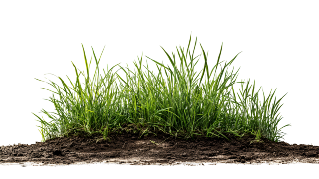 Lush green grass on dark soil isolated