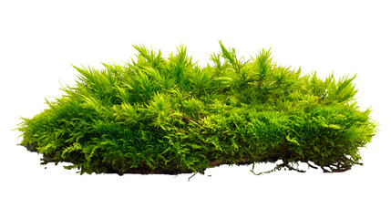 Lush Green Moss Closeup Isolated Black Background